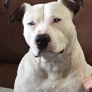 Meet your Posher, Rex